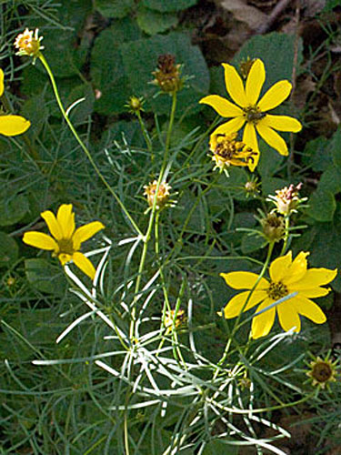 entire plant